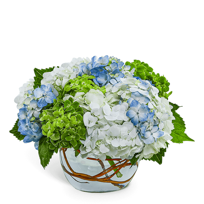 Dreamy Hydrangea