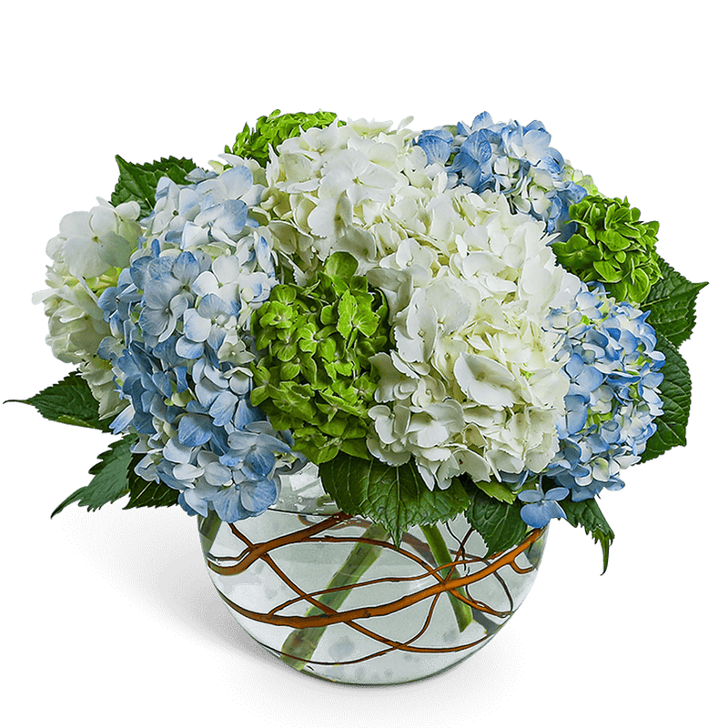 Hydrangea Heaven