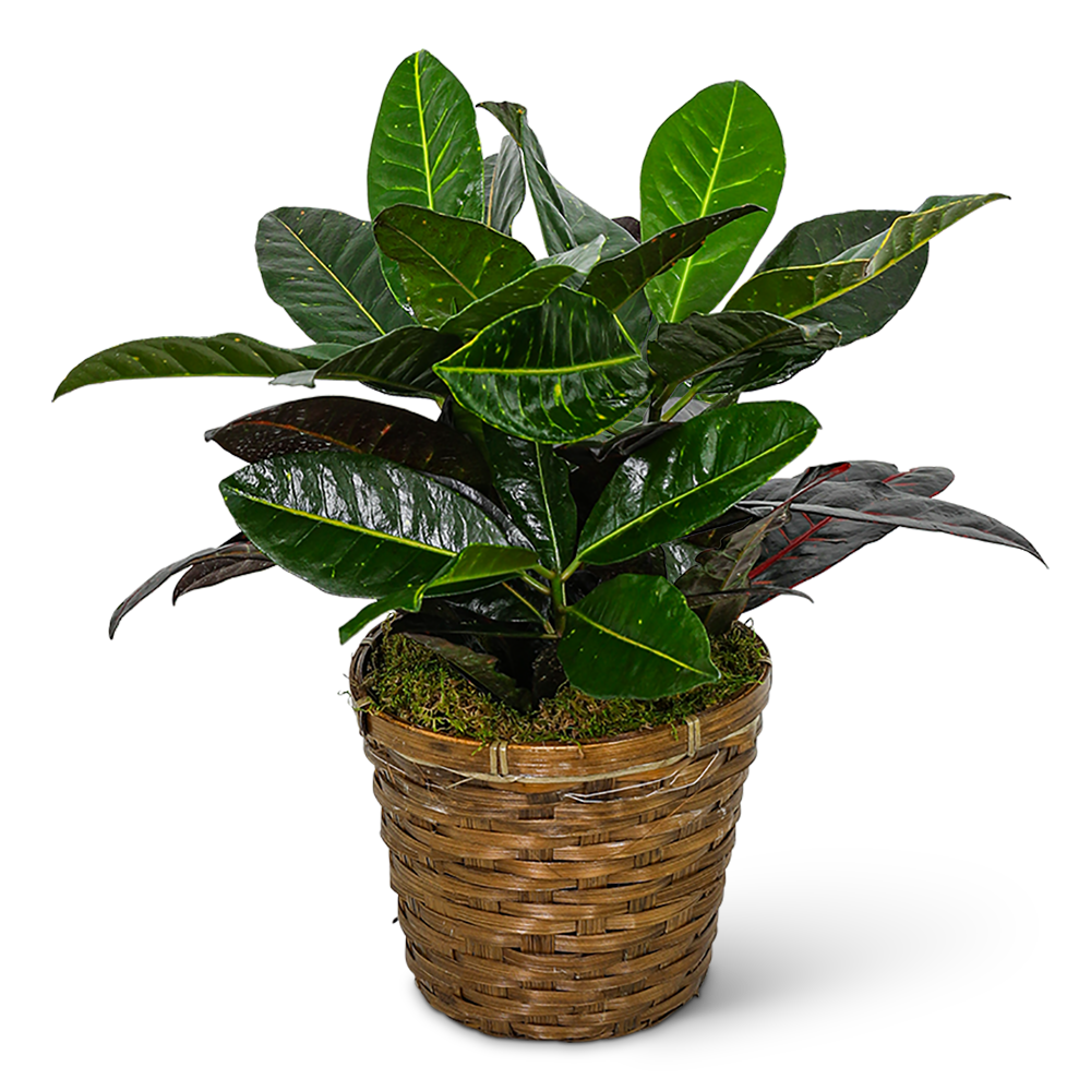 Croton Plant in Basket