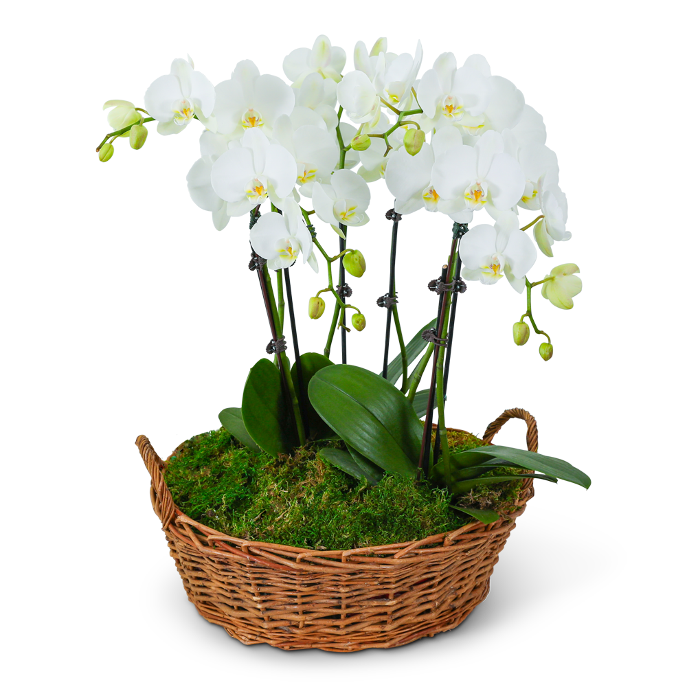 Serenity Orchid Plant