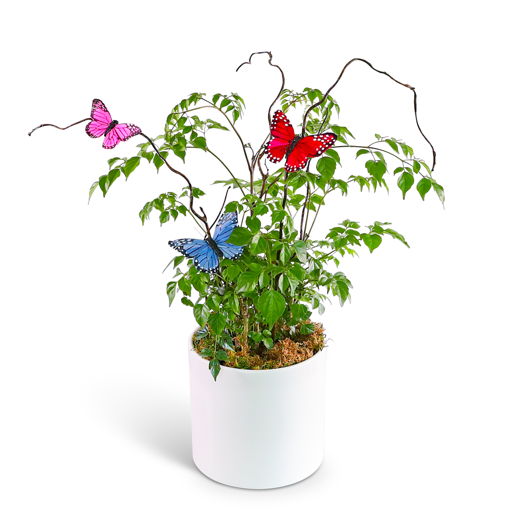 Butterfly China Doll Plant in Ceramic