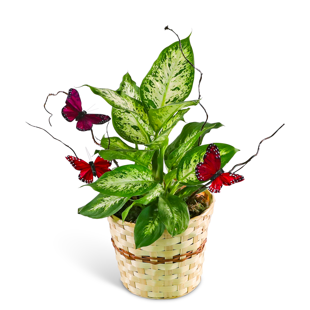 Butterfly Kisses Dieffenbachia Plant