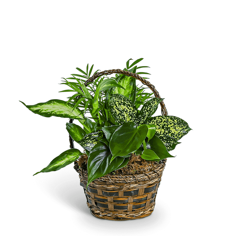 Tranquil Dish Garden in Basket