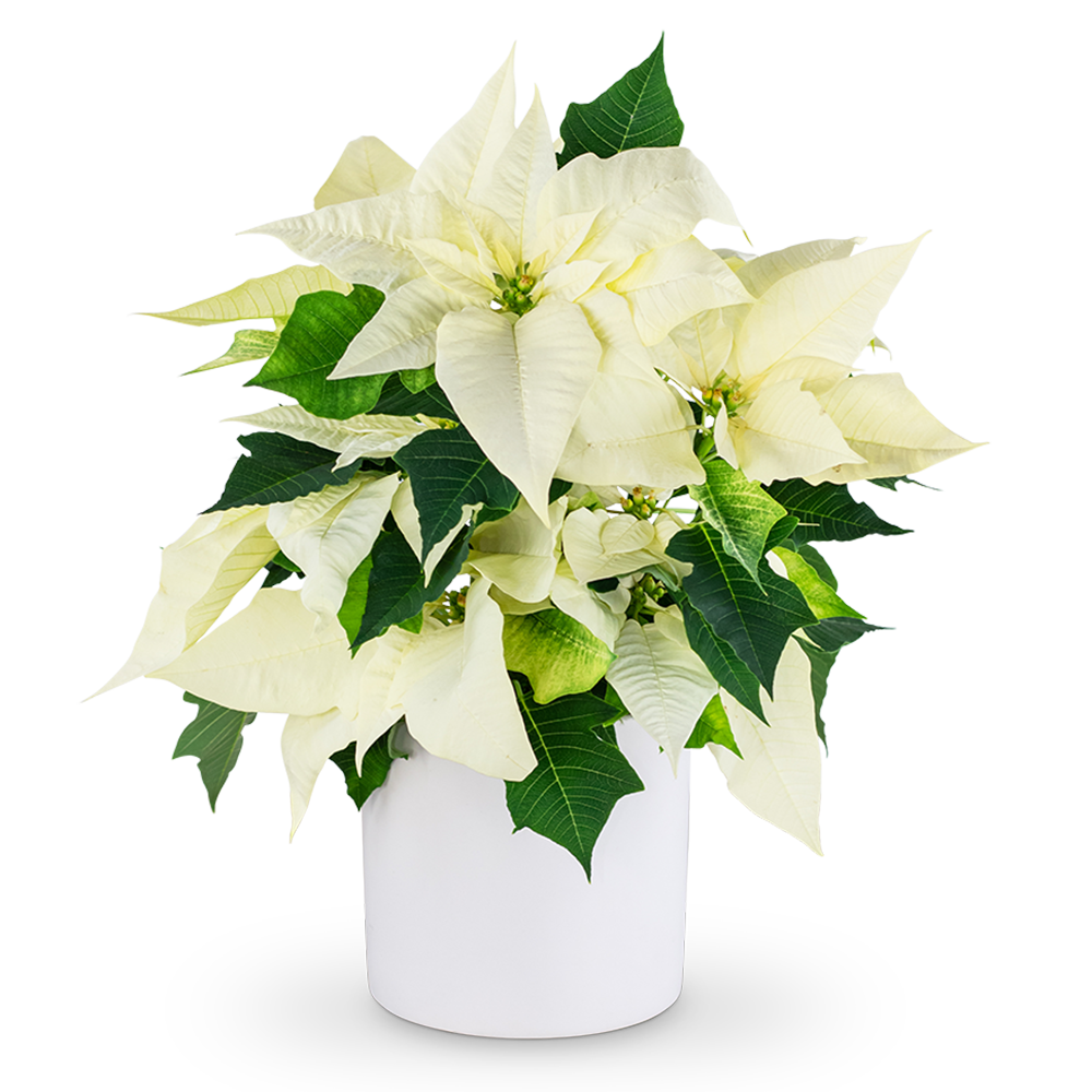 White Poinsettia Plant