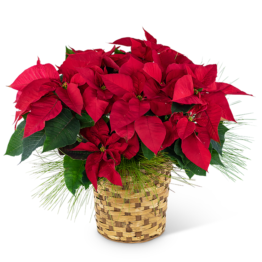 Red Poinsettia Basket