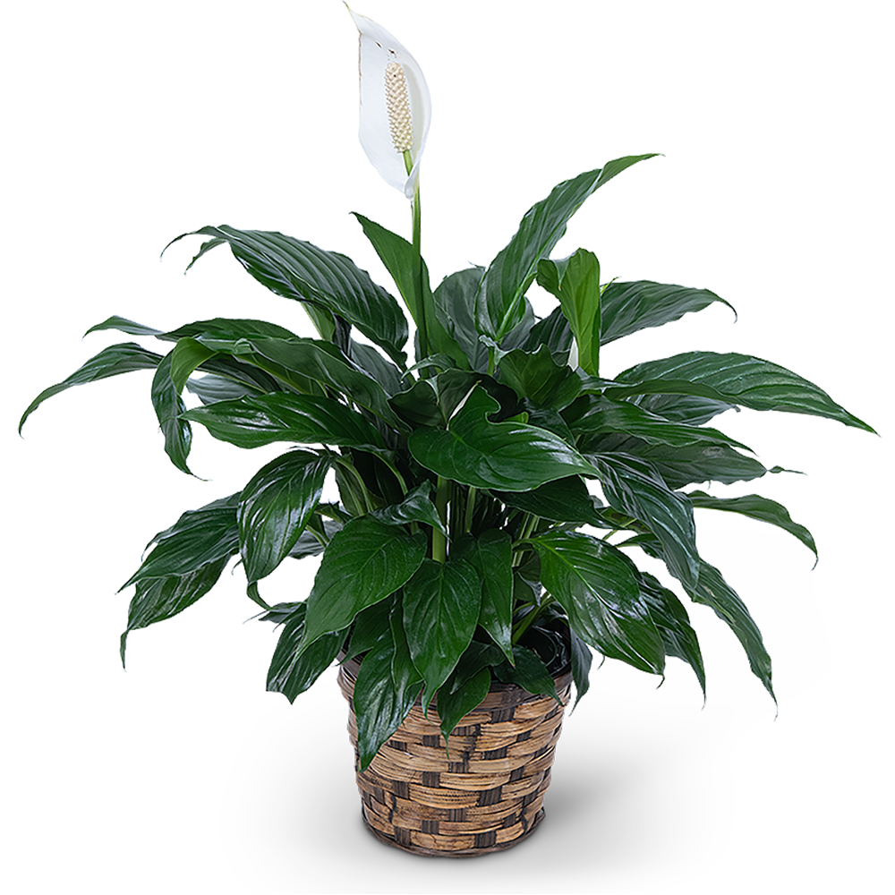 Peace Lily Plant