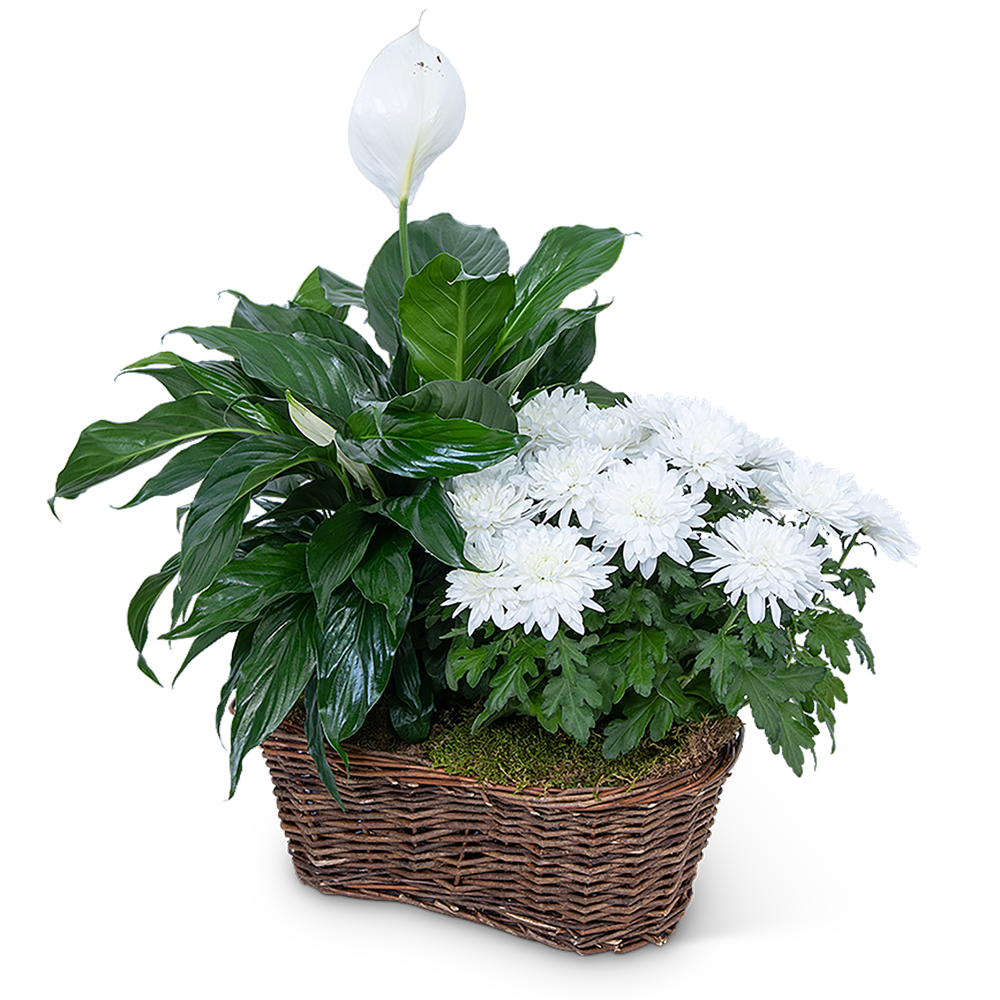 Peace Lily with White Mum Plant