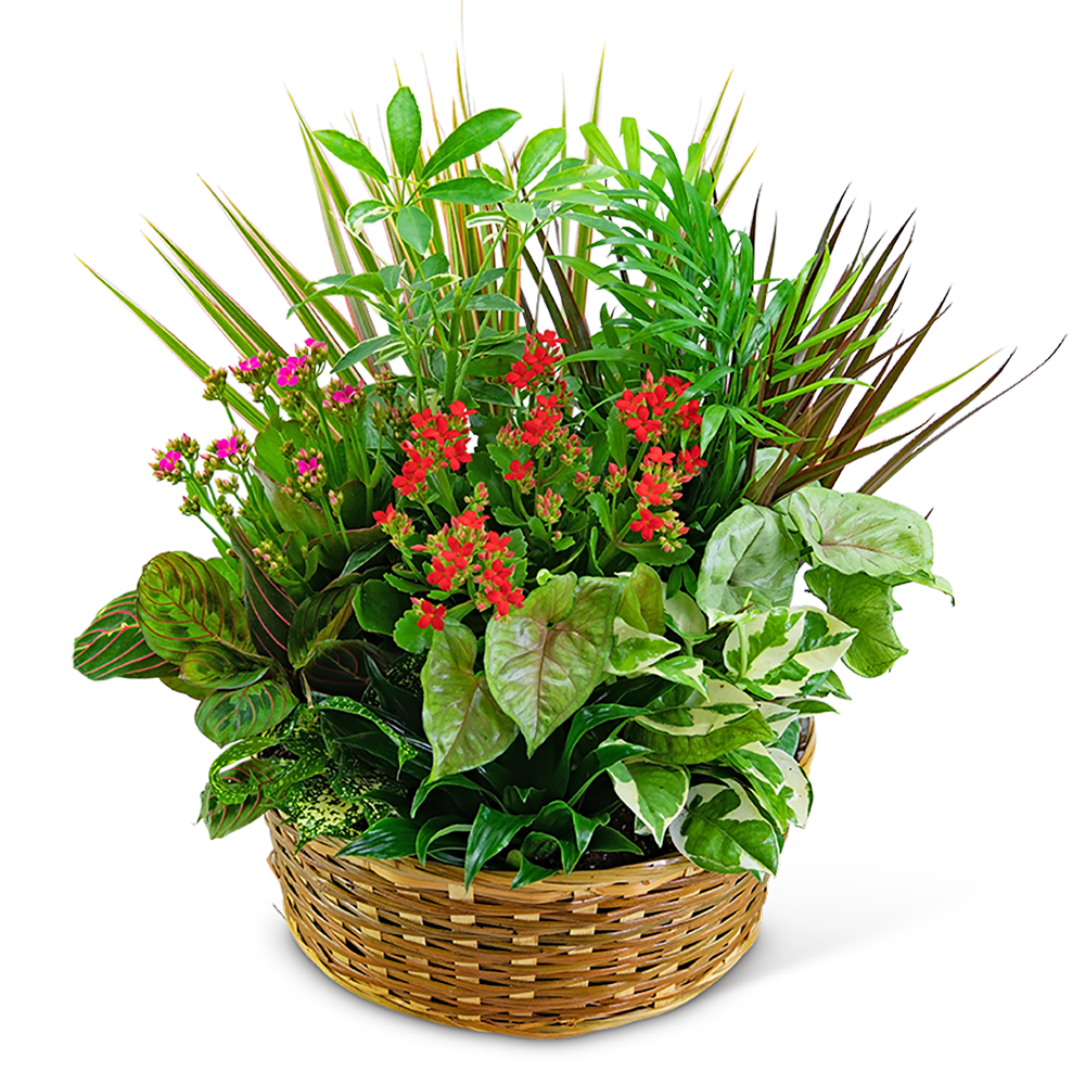 Large Blooming Dish Garden