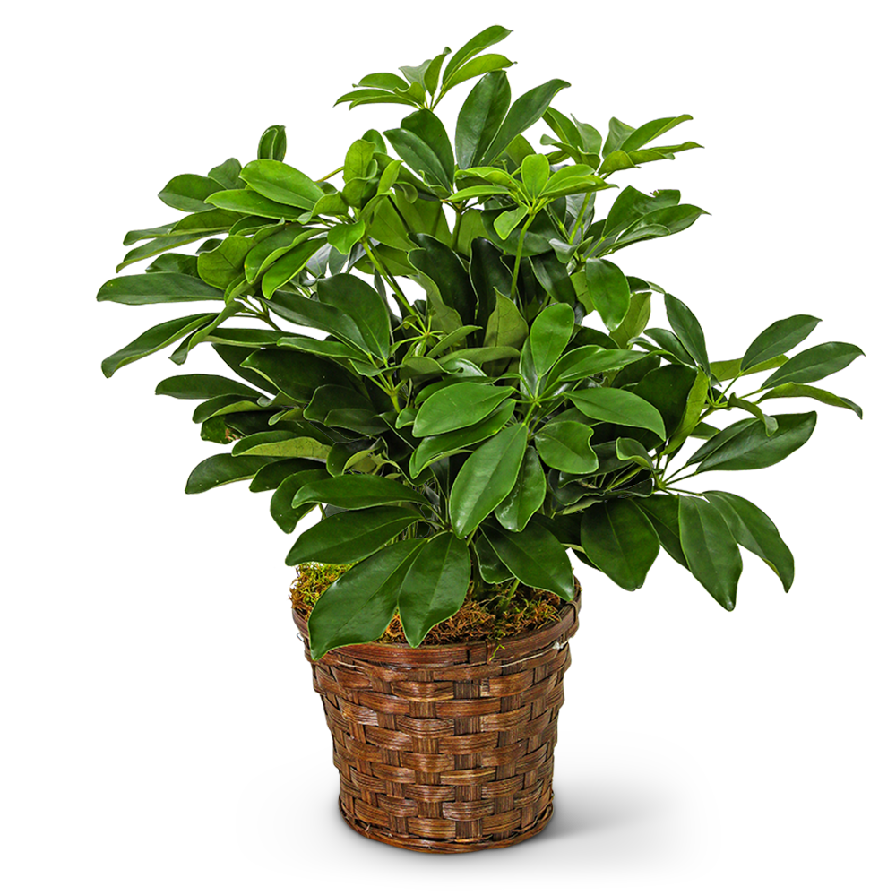 Miniature Schefflera Plant