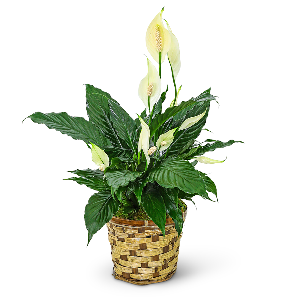 Tranquility Peace Lily Plant