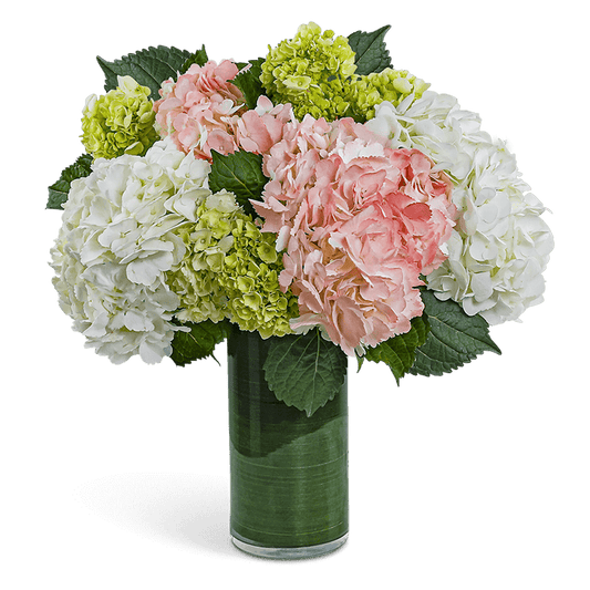 Hydrangea Glow