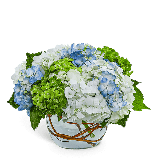 Dreamy Hydrangea