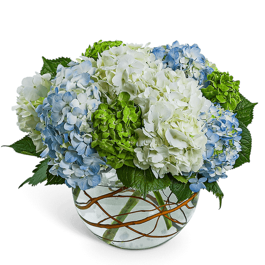Hydrangea Heaven