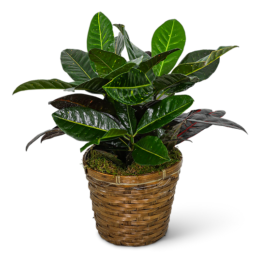 Croton Plant in Basket