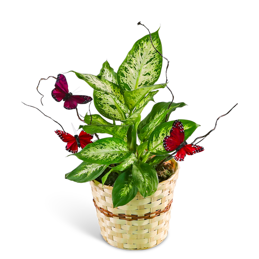 Butterfly Kisses Dieffenbachia Plant