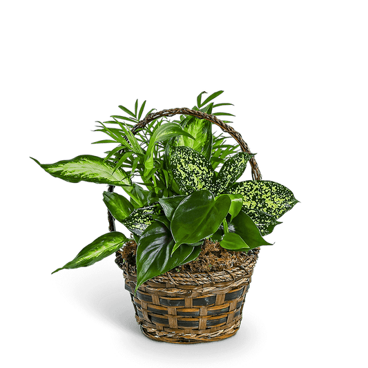 Tranquil Dish Garden in Basket