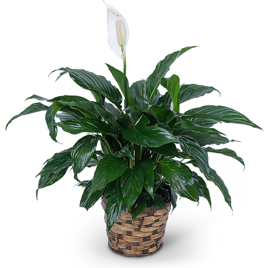 Peace Lily Plant