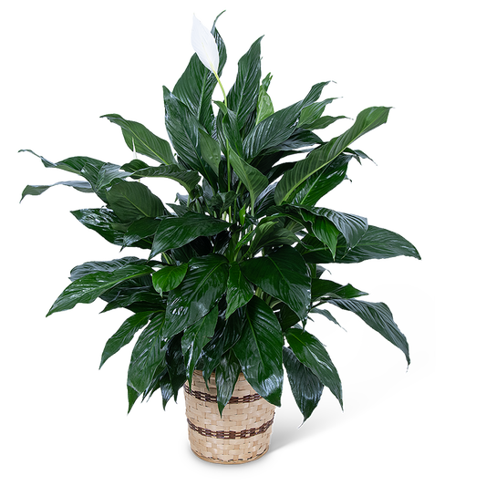 Medium Peace Lily Plant